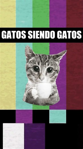 🐱✨ Los Gatos Más Adorables del Mundo | Momentos Tiernos y Divertidos que Te Robarán una Sonrisa 🥰