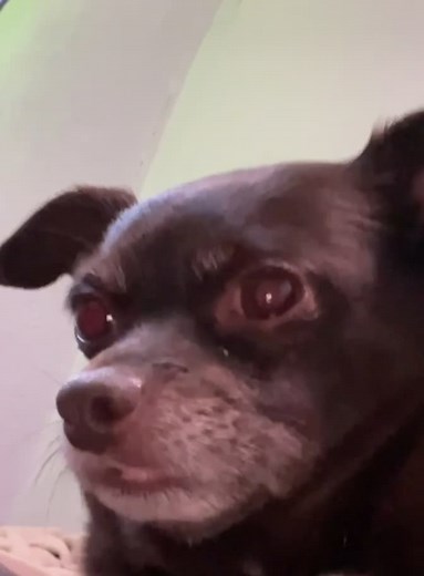 Rocky Wasn’t Having It 🐶😤 #pass #chihuahua #fyp #xybzca