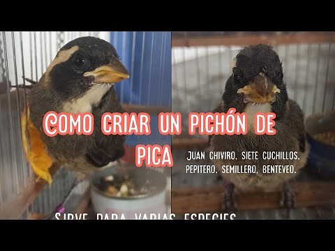 Como criar un pichón de pica hueso, alimentación y todos los detalles