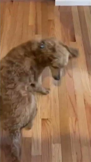 Dog Chasing tail #dogshorts