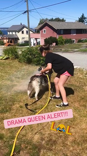 2M views · 39K reactions | And the award for most dramatic pup goes to… 藍✨ | Try Not to Laugh | Facebook