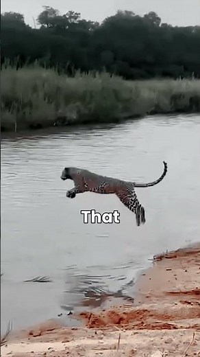 99% of People Don't Know These Tiger Facts!