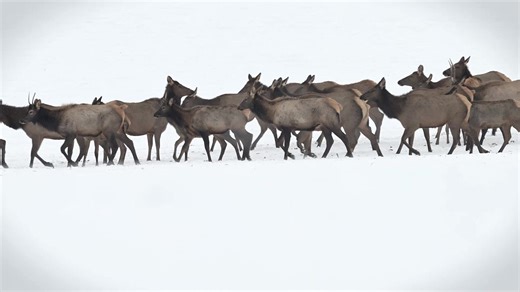 The first herd of elk I spotted today 11/19/23 near Cahone, Colorado. | Wildlife throughhopeseyes.