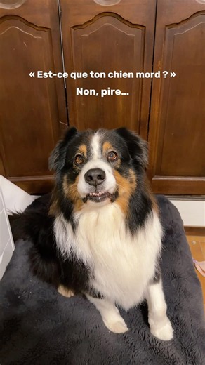 Pourquoi il me regarde comme ça 😭 #chien #animal #bergeraustralien