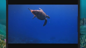 Do Sea Turtles Bite? (The Surprising Truth)