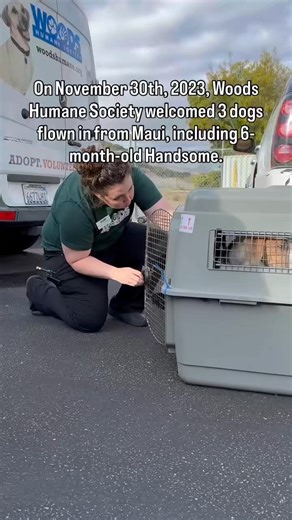 On this #MovingOnMonday, we’re celebrating a truly special adoption! Every adoption is amazing and means the world to us, but this one tugged at our hearts a little extra. 🐾❤️ Handsome, our sweet and loving pup who spent 645 days with us, has finally found his very own best friend. On September 5th, 2025, Handsome said goodbye to all of us here at Woods and hello to a new friend, a new home, and a whole new adventure. We are beyond thrilled to have been part of his journey and wish Handsome and