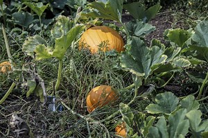 How to Keep a Pumpkin From Rotting on the Vine