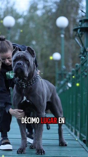 509K views · 11K reactions |  Los 10 perros más poderosos del mundo  #strongdogs #dogpower #guardiandogs #top10dogs | El Mundo De La Naturaleza | Facebook