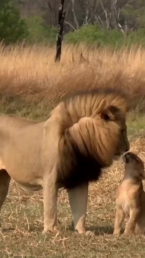 Father and children relationship. 😍 | Animals Of Africa