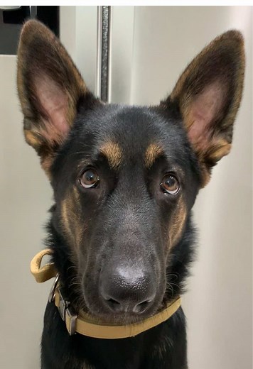 He’s growing so fast 🥺 (If you’re interested in the collar I have a link to it in my bio!) #germanshepherdpuppy #gsdpuppy #germanshepherd #dogtraining #dogmom