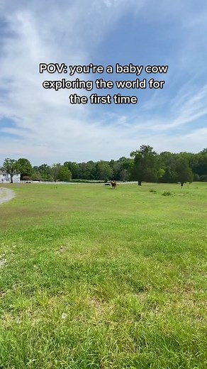 These are the moments we live for 🥹 After mama Audrey gave birth to baby Love, they spent a few weeks in a special maternity barn for some private mother-daughter bonding. But now, baby Love is ready to explore the world and join the herd at The Gentle Barn Teneessee! While her mom Audrey and older sister Truth were nearly sent to slaughter, Love was born into the peace and safety of sanctuary. Her life will be full of love, joy, green pastures, unlimited zoomies, nutritious food, warm beds, an