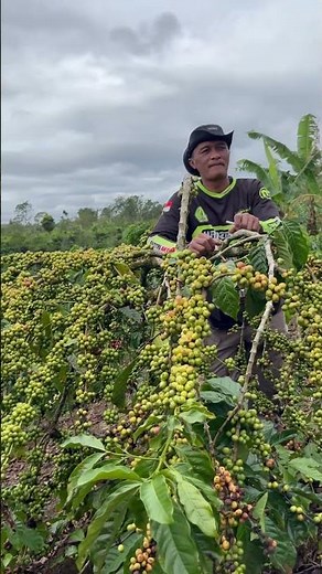 PEMANSAN DULU TEMAN TEMAN