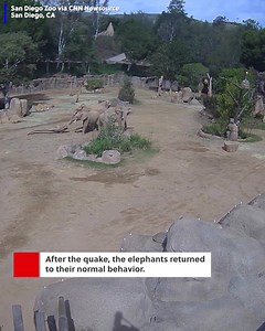 WATCH: Video shows African elephants at a zoo forming an "alert circle" around a calf to protect it during an earthquake in Southern California. Story >> https://tinyurl.com/3fv4aasa | NewsChannel10