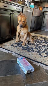 Guess Scooby thought it was a surprise for him. Funny little thief! | Rumble