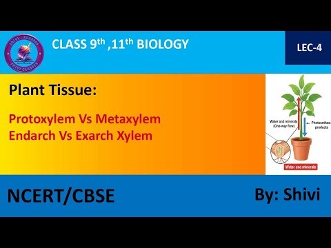 Difference between Protoxylem and Metaxylem || Endarch Xylem Vs Exarch Xylem