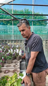 9.5K views · 44 reactions | Geraniums are starting to flower! These reliable perennials are coming to life now. Great for filling gaps, covering ground, and attracting pollinators Low fuss and long-lasting, Geraniums are a spring staple! #Geranium #GardenOnARoll #SpringFlowers #PollinatorFriendly #EasyGardening | Garden on a Roll | Facebook