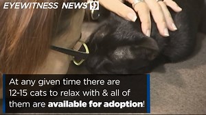 4.5K reactions · 5.7K shares | Cat's out of the bag: The Orlando Cat Cafe is open for business so go in and get your cuddle fix. | WFTV Channel 9 | Facebook