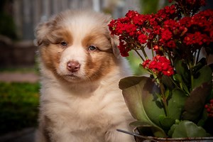 Australian Shepherd Welpen Rheinland-Pfalz, Aussie Welpen rlp