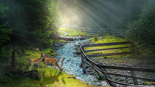 Psalm 42:1 - The Meaning Behind As the Deer Pants