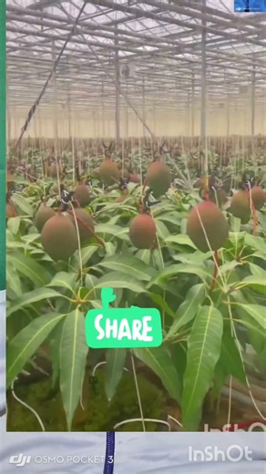 Incredible technique in agriculture #vegetablegarden #business #gardening #agriculture #africa #f...