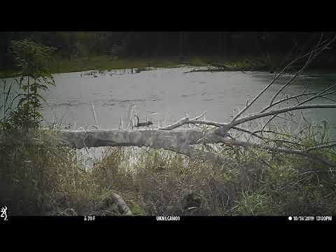 2020 Beaver Pond Time Lapse Video Wildlife Highlights