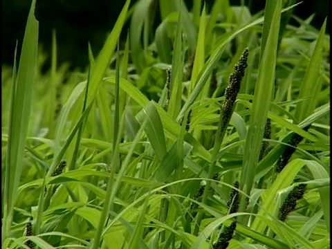 Cover Cropping Techniques - Edgewater Farm, Plainfield, NY