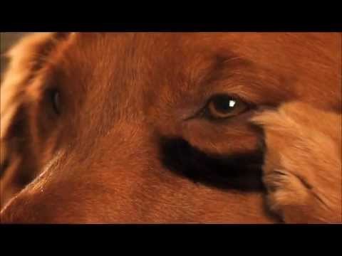 Andrew W.K. Bush's Baked Beans "Long Live The Party" TV Ad 2011