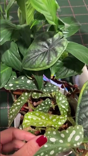 See-Through Lingerie & Micro Bikini Try-OnHaul |Transparent Style2026[4K#See-Through#bikini#lingerie