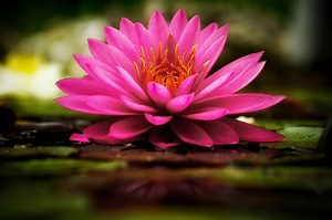 7 Pema Chodron Quotes that Kicked my A**! | elephant journal