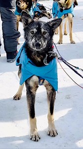 A few highlights from the 2023 Iditarod! | Alaska Magazine