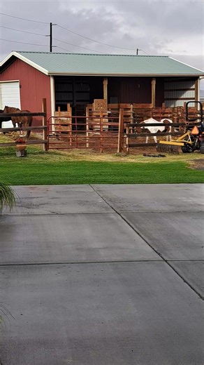 every morning, every day both Johanna and I get our souls lifted by the small herd in some fashion. | Steve Mansfield