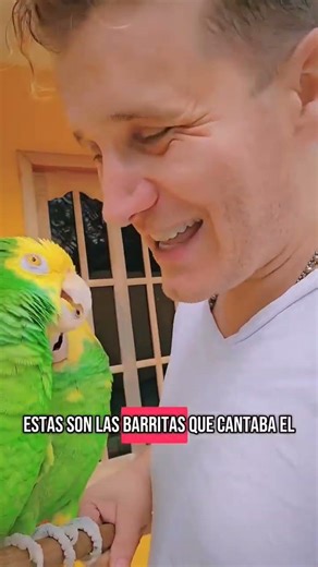 Screaming Parrots are loud in their voices. #singing #birds #funny #pets #cute #parrot #beautiful