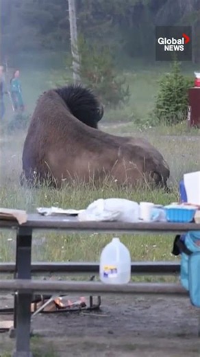 Grandfather charged at, thrown flying into air by angered bison at Yellowstone 🦬
