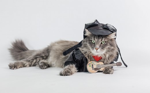 7 FREE Cat Sound Effects for Your Next Video Project