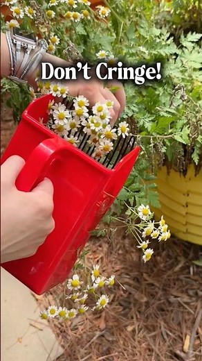 How to Grow & Harvest Feverfew | Medicinal Herb Garden