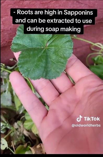 Exploring Common Ground Mallow Uses and Characteristics