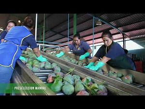 Proceso de empacado de Mango!!