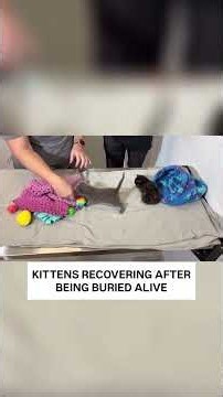 Surviving kittens recovering after being buried alive