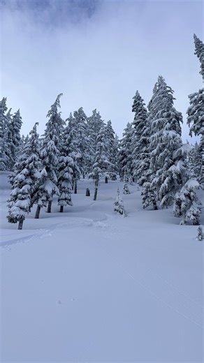 White Pass Patrol on Instagram: "Welcome back to another episode of Slope Safety Saturday! Today we’re talking about tree skiing—and how to do it safely. Our top tips: • Ski with a buddy • Hoot and holler in the trees so you can keep track of each other • Lost your voice? Whistles work great too • Set a meetup spot and take breaks regularly • Avoid tree wells. Not sure what a tree well is? Check out this great video by @chasing.sage: https://www.instagram.com/reel/DSwHviSlEkj/?igsh=MTc4ajc2OGFpd