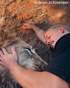 Definition of true love with animals ft. Dean schneider 🦁❤️😍 Credit Dean Schneider This video is only for entertainment whole credit goes to Dean Schneider. @Copyright this is not an offical page of dean its a fanpage. Dean's Instagram:@dean.schneider #Lions#lionpride #lionking #cuddling #friends #cuddlinganimals #cuddlingpets #animals #lovelylions #playingwithanimals #livingwithanimals #wildanimals #wildafrica #wildlions #happylions #love #pets #africananimals #wildanimals #jungle #cheetahs #