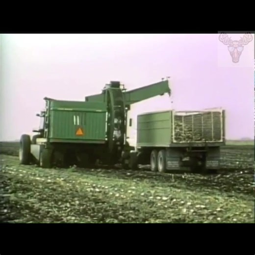 #classic #sesamestreet #vintagesesamestreet #oldschoolsesamestreet #sugarbeet