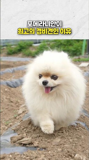 Why Pomeranians make the best guard dogs lol