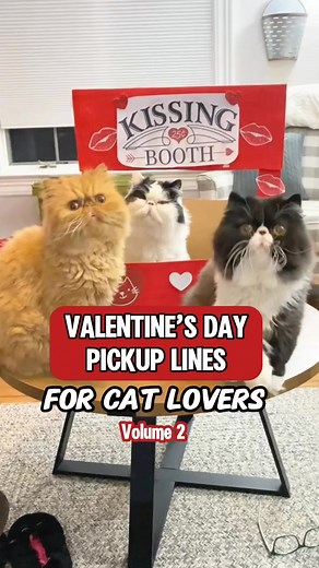 Volume 2 in our Valentine Pick Up Lines For Cat Lovers series! Hubba hubba! ❤️ #valentinesday #valentines #catlovers #lovecats #catowners #bemine #pickupline #catloversworld | Walter Bishop the Cat