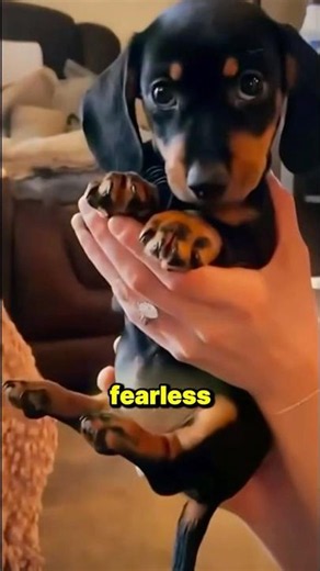 🐾 Dachshund: why they never seem to back down 🐶✨ #dachshund #dogshorts