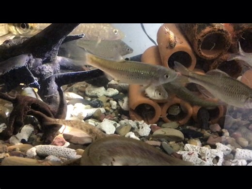 ［苍灵谱0026］珠帘缀玉：拟细鲫 Aphyocypris normalis