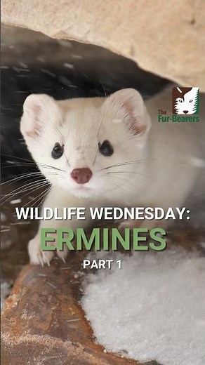 #WildlifeWednesday: Ermines Video 1