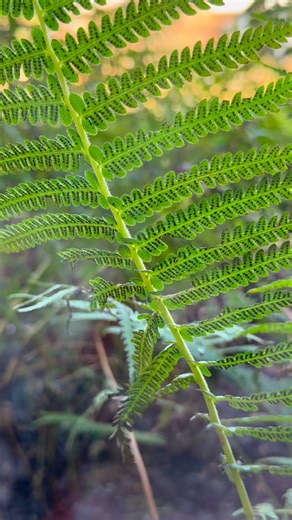 Wildflower Center | Ferns reproduce in a very different way than most garden plants. Instead of flowers or seeds, they produce spores, which appear as tiny... | Instagram