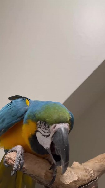 beautiful Macaw parrot ❤️💚💙💛💜 #parrots020 #birds #parrot #macaw