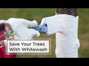 Save Your Trees With Whitewash