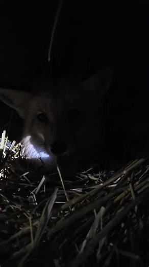 Everything You Need to Know About Pet Foxes